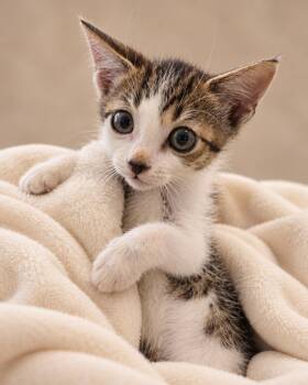 Poise -  Tabby Cat for Adoption in Miami, Florida - Poise | PetCurious