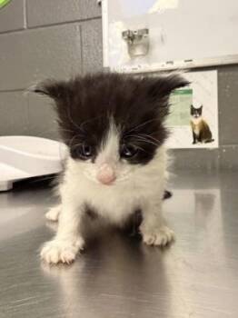 Bowie -  Domestic Short Hair Cat for Adoption in Fort Worth, Texas - Bowie | PetCurious