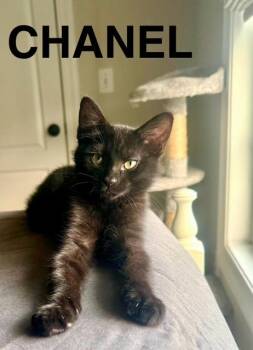Rescue American Shorthair Cats for Adoption in Mount Pleasant, South Carolina - Chanel | PetCurious