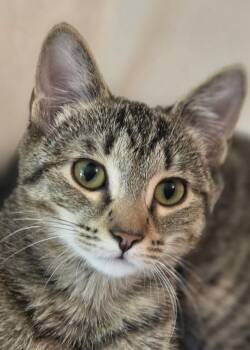 Rescue Domestic Short Hair Cats for Adoption in Stamford, Connecticut - Sweet, Snuggly Young | PetCurious