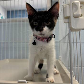 Miss Majestic Majesty -  Domestic Short Hair Cat for Adoption in Carencro, Louisiana - Miss Majestic Majesty | PetCurious