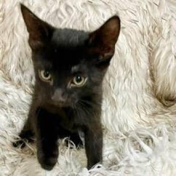 Rescue Domestic Short Hair Cats for Adoption in Green Valley, Arizona - Honda | PetCurious