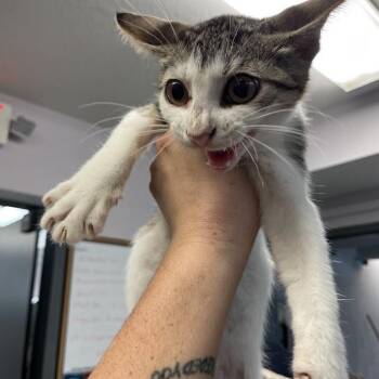 Mad Hatter -  Domestic Short Hair Cat for Adoption in Port Charlotte, Florida - Mad Hatter | PetCurious
