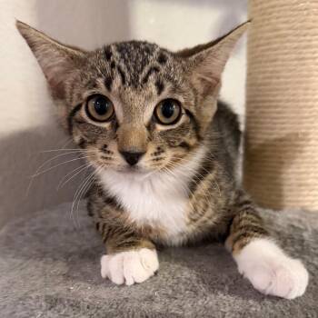 Biddy -  Domestic Short Hair Cat for Adoption in Midland, Texas - Biddy | PetCurious