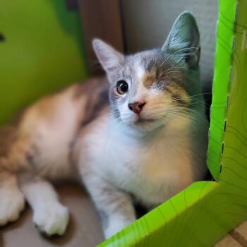 Rescue Dilute Calico Cats for Adoption in Fresno, California - Mabel | PetCurious