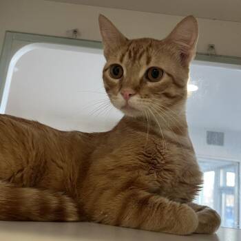 Domestic Short Hair Cats Available for Adoption - Amarillo | PetCurious