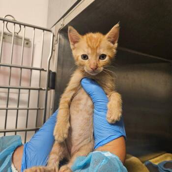 Domestic Short Hair Cats Available for Adoption in Los Angeles, California - Diet Rite | PetCurious