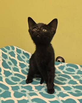 Scoundrel -  Domestic Short Hair Cat Available for Adoption in Dickson, Tennessee - Scoundrel | PetCurious