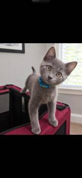 Bluey -  Domestic Medium Hair Cat for Adoption in Virginia Beach, Virginia - Bluey | PetCurious