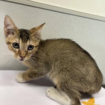 Beckett -  Domestic Short Hair Cat for Adoption in Tampa, Florida - Beckett | PetCurious