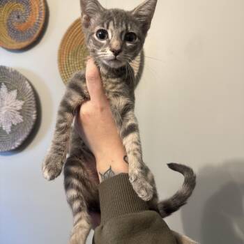 MATCHA -  Domestic Short Hair Cat for Adoption in Hamilton Township, New Jersey - MATCHA | PetCurious