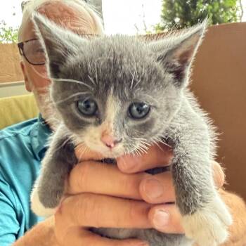 Domestic Short Hair Cats Available for Adoption in Bentonville, Arkansas - Wilbur | PetCurious