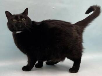 Pam -  Domestic Short Hair Cat for Adoption in Minneapolis, Minnesota - Pam | PetCurious