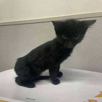 Domestic Short Hair Cats Available for Adoption in Tampa, Florida - Dora | PetCurious