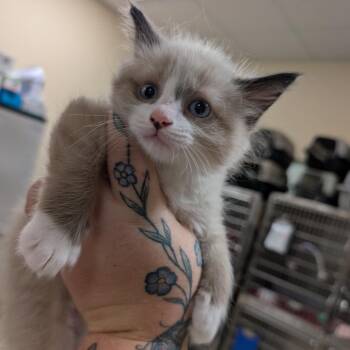 Scarlet Witch -  Domestic Short Hair Cat for Adoption in Titusville, Florida - Scarlet Witch | PetCurious
