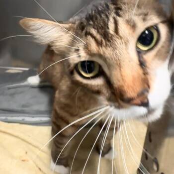 Jack -  Domestic Medium Hair Cat for Adoption in Lakeland, Florida - Jack | PetCurious