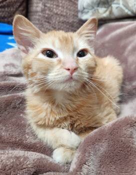 Domestic Short Hair Cats Available for Adoption - Sophie | PetCurious