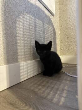 Beetle *Bonded with Juice* -  Domestic Short Hair Cat for Adoption - Beetle *Bonded With Juice* | PetCurious