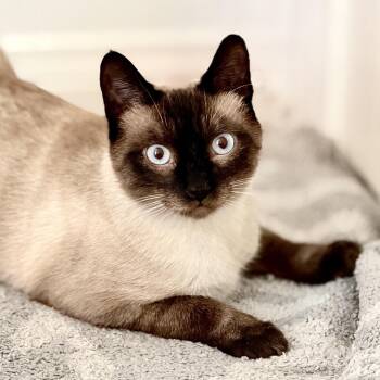 Alfred Wimster -  Siamese Cat for Adoption in Agoura Hills, California - Alfred Wimster | PetCurious