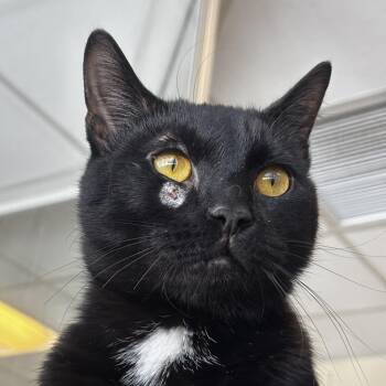 Domestic Short Hair Cats Available for Adoption - Gill | PetCurious