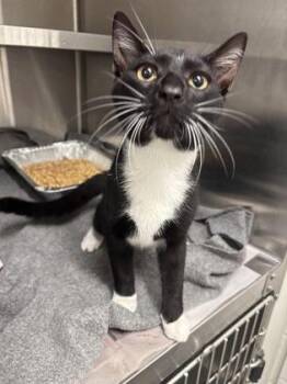 Bader -  Domestic Short Hair Cat for Adoption in Atlanta, Georgia - Bader | PetCurious