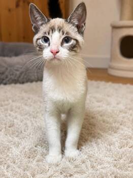 Frida Napa -  Siamese Cat for Adoption in Napa, California - Frida Napa | PetCurious