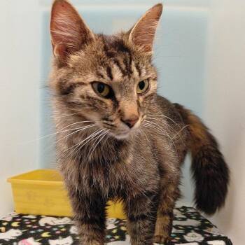 Belle -  Domestic Long Hair Cat for Adoption in Stanley, Virginia - Belle | PetCurious