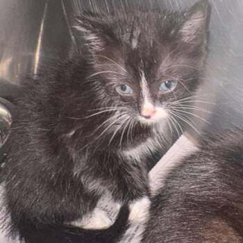 Domestic Short Hair Cats Available for Adoption in Lufkin, Texas - Macchiato | PetCurious
