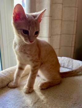 Lyric -  Domestic Short Hair Cat for Adoption in Austin, Texas - Lyric | PetCurious
