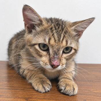 Tremor -  Domestic Short Hair Cat for Adoption in Austin, Texas - Tremor | PetCurious