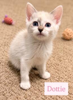 Dottie -  Siamese Cat for Adoption in Ephrata, Washington - Dottie | PetCurious