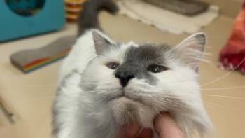Kiki -  Domestic Short Hair Cat for Adoption in Pleasanton, California - Kiki | PetCurious