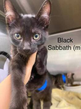 Black Sabbath -  Domestic Short Hair Cat for Adoption in Hobart, Indiana - Black Sabbath | PetCurious