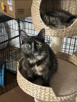 Patches -  Domestic Medium Hair and Domestic Short Hair Cat for Adoption in Fort Worth, Texas - Patches | PetCurious
