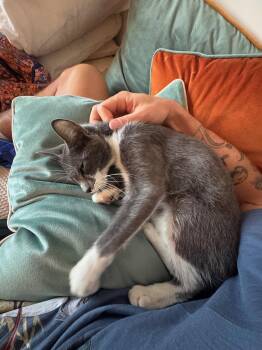 Magnolia (8442) -  Domestic Short Hair Cat for Adoption in Zephyrhills, Florida - Magnolia (8442) | PetCurious