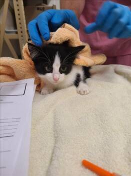 CALABRIAN -  Domestic Short Hair Cat for Adoption in Derwood, Maryland - CALABRIAN | PetCurious