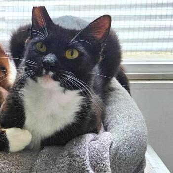 Umi -  Domestic Short Hair Cat for Adoption in Woodinville, Washington - Umi | PetCurious