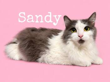 Sandy -  Domestic Long Hair Cat for Adoption in Rutherfordton, North Carolina - Sandy | PetCurious