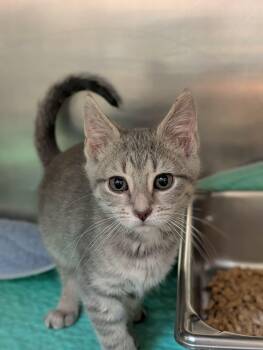 Domestic Short Hair Cats Available for Adoption - Squirtle | PetCurious