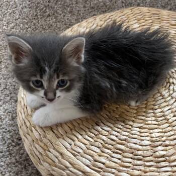 Bogo -  Domestic Medium Hair Cat for Adoption in Las Cruces, New Mexico - Bogo | PetCurious