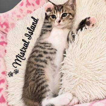 Mistral Island -  Domestic Short Hair Cat for Adoption in Fredericksburg, Virginia - Mistral Island | PetCurious