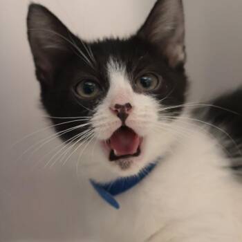 Wiggle Worm & Snail -  Domestic Short Hair Cat for Adoption in Philadelphia, Pennsylvania - Wiggle Worm & Snail | PetCurious