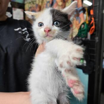 Domestic Short Hair Cats Available for Adoption in Leander, Texas - Clawdia | PetCurious