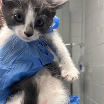 Tuna -  Domestic Short Hair Cat for Adoption in Summerville, South Carolina - Tuna | PetCurious