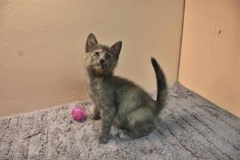 Maybell -  Domestic Short Hair Cat for Adoption in North Judson, Indiana - Maybell | PetCurious