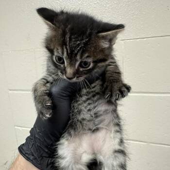 Infinite Swirl -  Domestic Long Hair Cat for Adoption in Reno, Nevada - Infinite Swirl | PetCurious