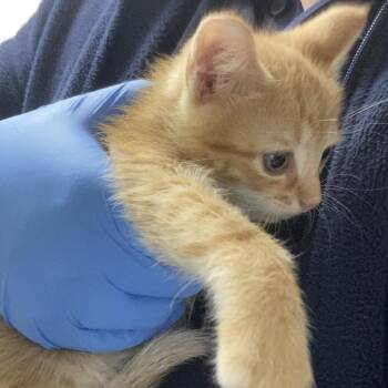 71684 -  Domestic Short Hair Cat for Adoption in Harrisonburg, Virginia - 71684 | PetCurious