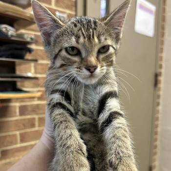 Gerald -  Domestic Short Hair Cat for Adoption in Birmingham, Alabama - Gerald | PetCurious