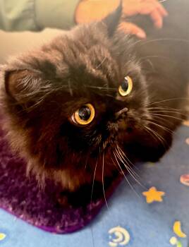Midnight (Olivia) -  Persian Cat Available for Adoption in Davis, California - Midnight (Olivia) | PetCurious