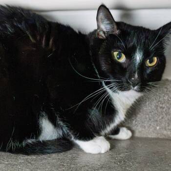 Beanie -  Domestic Short Hair and Mixed Breed Cat for Adoption in South Elgin, Illinois - Beanie | PetCurious